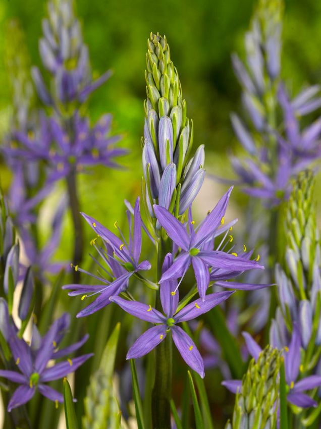 Blue Camas, Camassia Flower seeds for Planting - Shade Tolerant, Heirloom & GMO Free Seeds for Home Garden