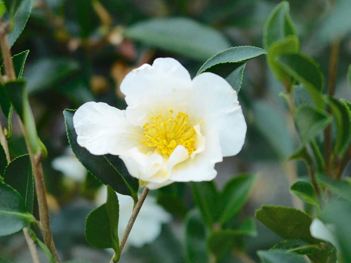 Camellia White Flower seeds for Planting - Wildflower Mix, Heirloom & GMO Free Seeds for Home Garden