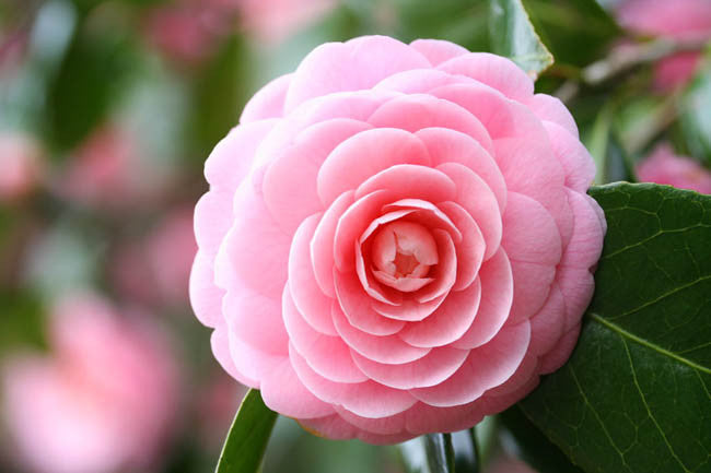 Pink Balsam Camellia Flower seeds for Planting - Low Maintenance, Heirloom & GMO Free Seeds for Home Garden