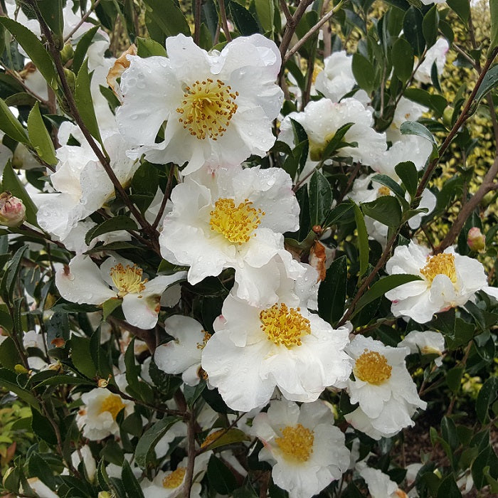 Yellow White Camellia Flower seeds for Planting - Perfect for Borders, Heirloom & GMO Free Seeds for Home Garden