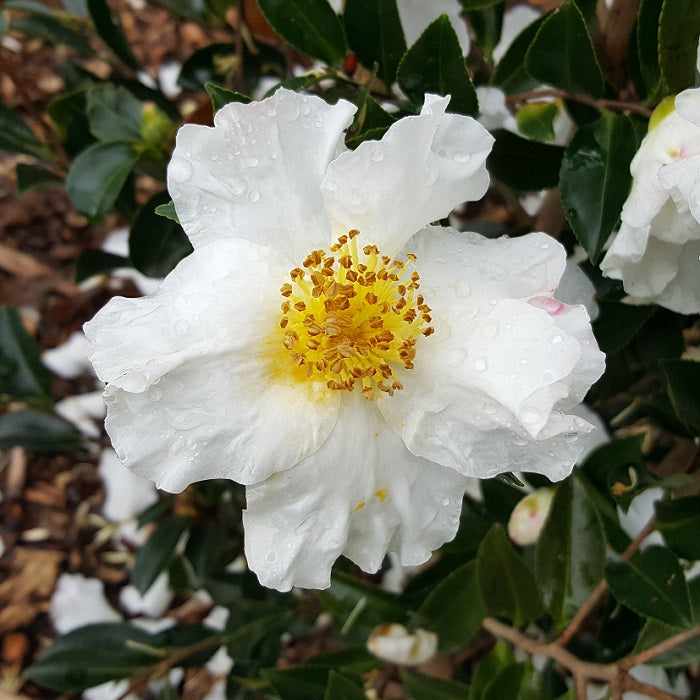 Yellow White Camellia Flower seeds for Planting - Perfect for Borders, Heirloom & GMO Free Seeds for Home Garden