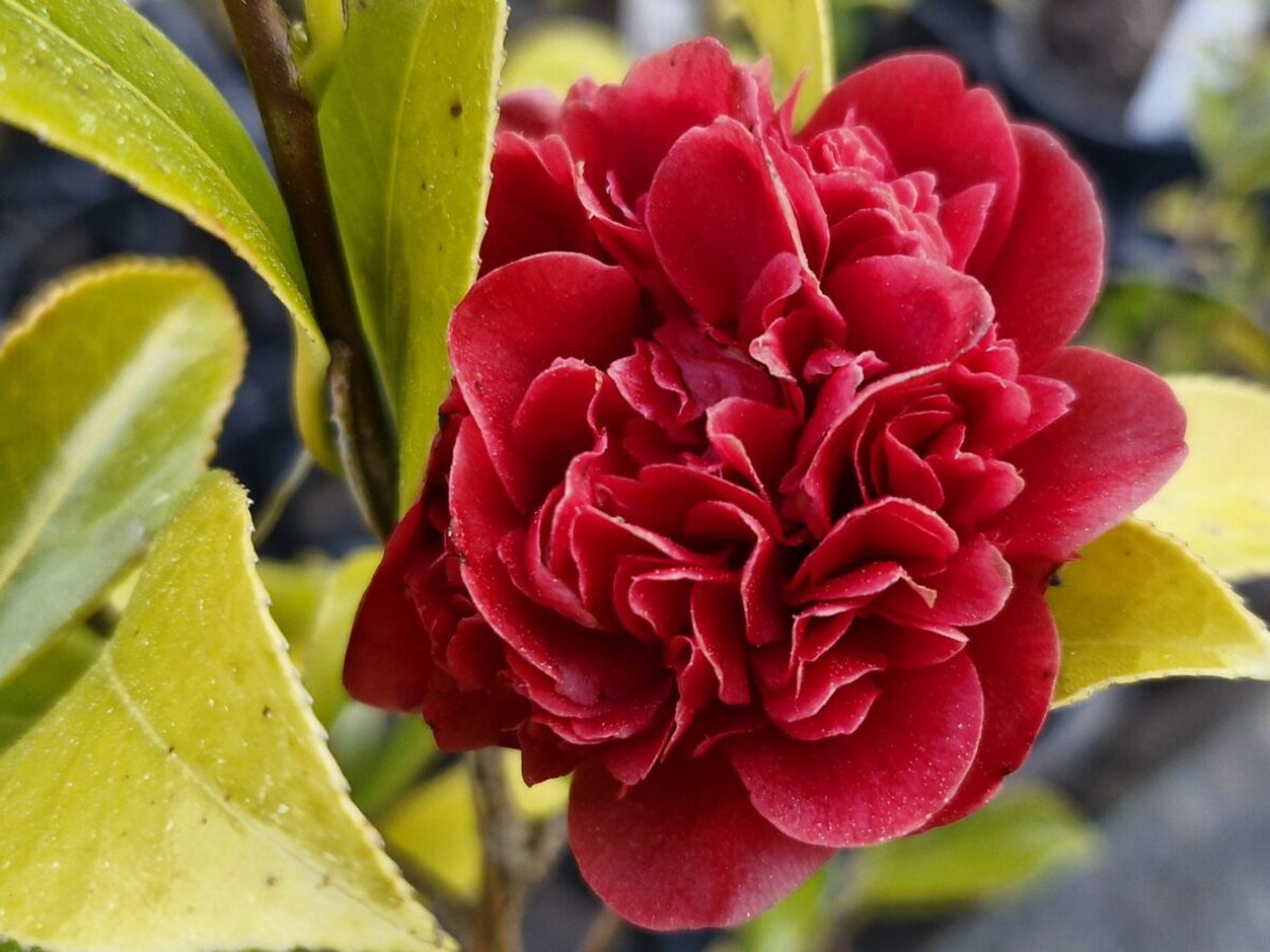 Burgundy Camellia Flower seeds for Planting - Cottage Garden Essential, Heirloom & GMO Free Seeds for Home Garden