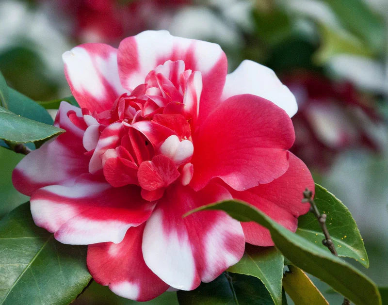 White Red Camellia Flower Seeds for Planting Low Maintenance Heirloom & GMO Free Seeds for Home Garden
 
 Sale