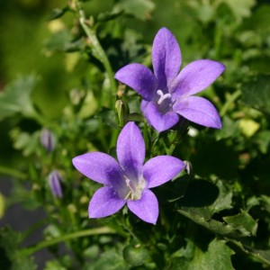 Purple Portenschlagiana Flower seeds for Planting - Pollinator Friendly, Heirloom & GMO Free Seeds for Home Garden