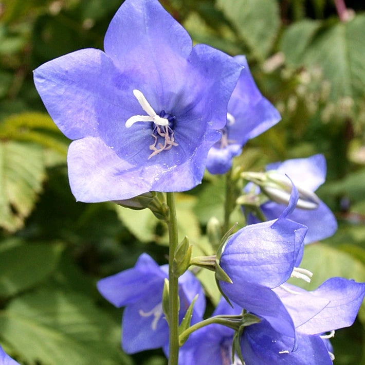 Bell Flower seeds for Planting Cottage Garden Essential Heirloom & GMO Free Seeds for Home Garden