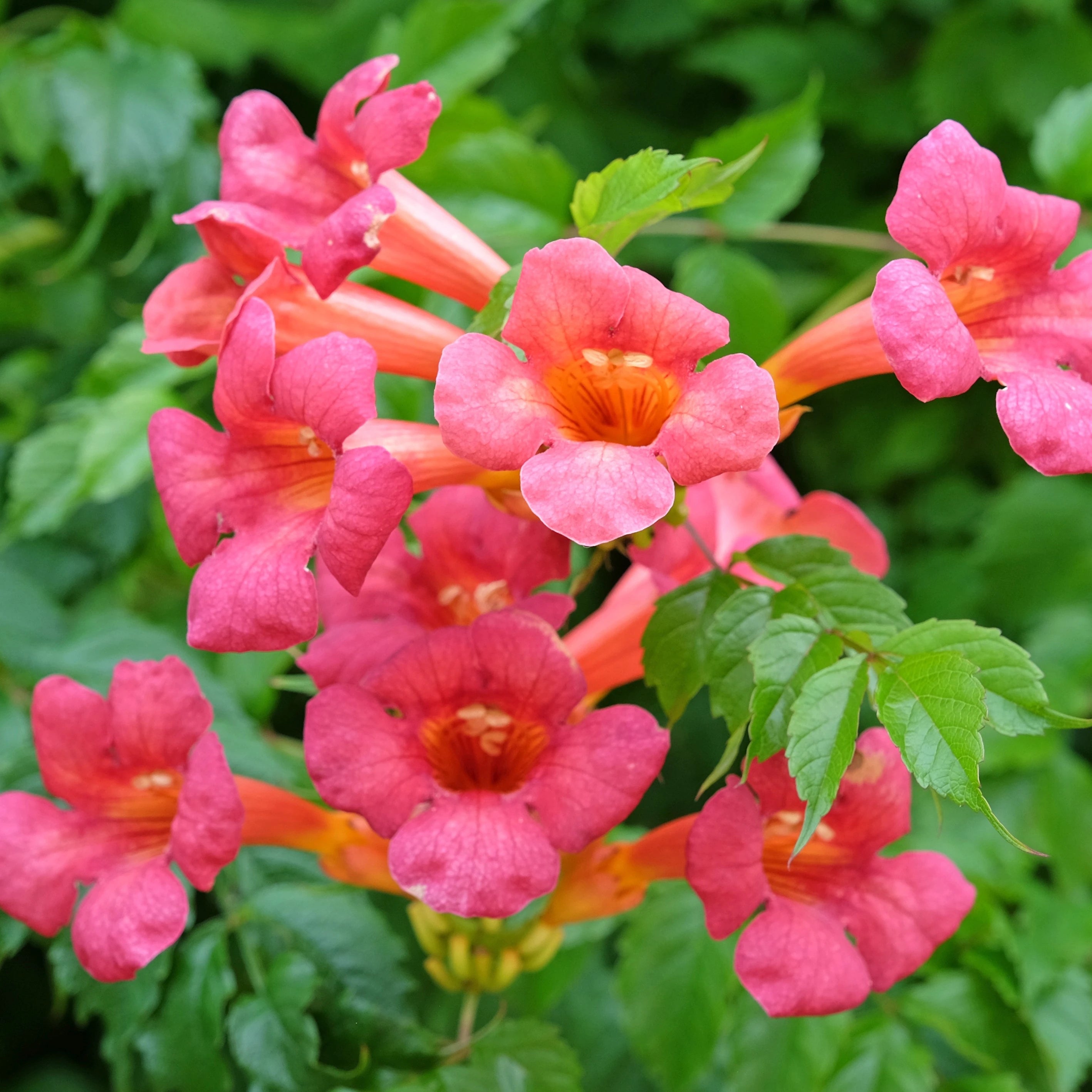 Enredadera Trompetan Flower seeds for Planting - Shade Tolerant, Heirloom & GMO Free Seeds for Home Garden