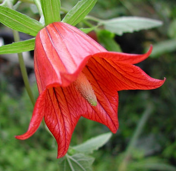 Canarina Flower seeds for Planting - Wildflower Mix, Heirloom & GMO Free Seeds for Home Garden
