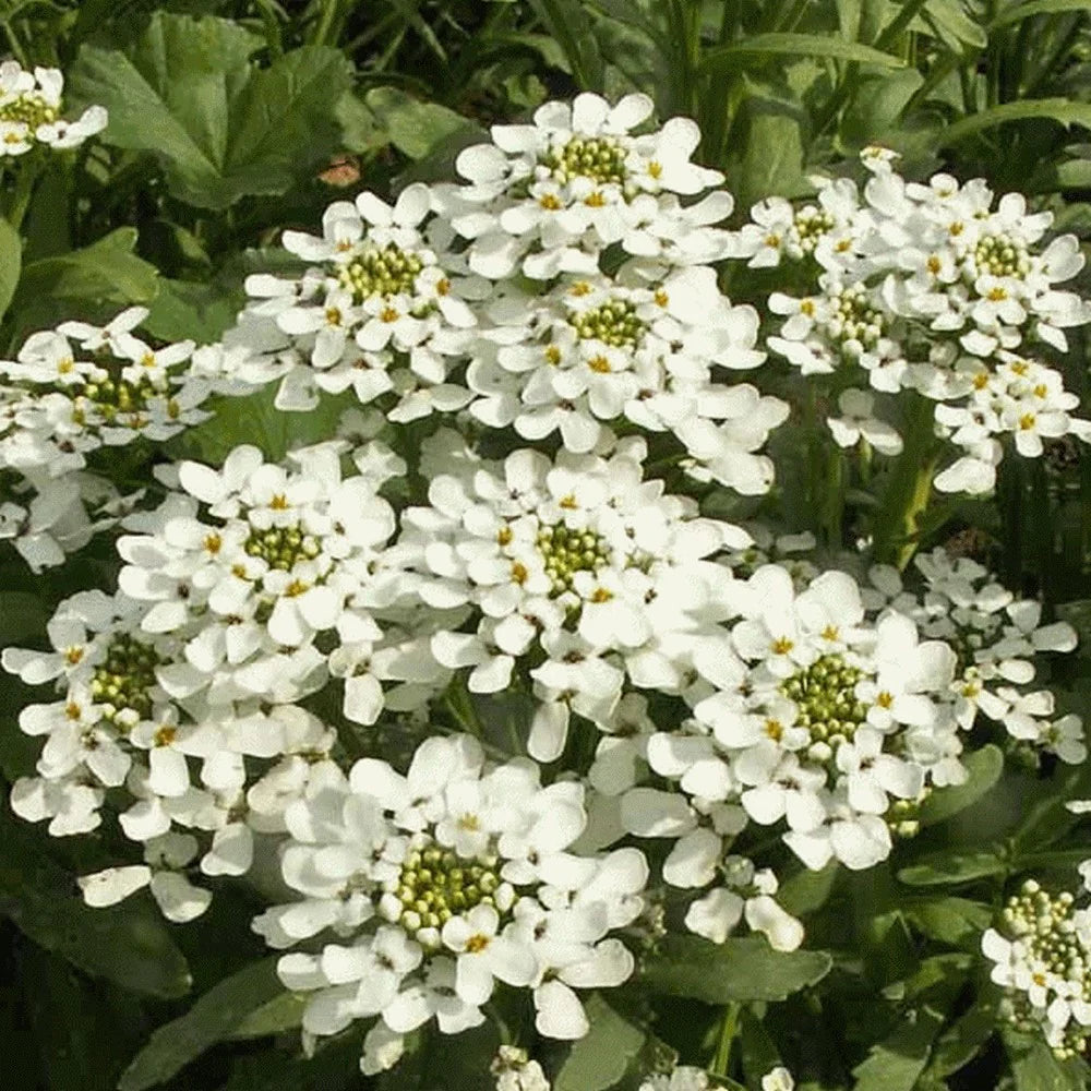 Iberis Sempervirens Flower seeds for Planting - Cut Flower Favorite, Heirloom & GMO Free Seeds for Home Garden