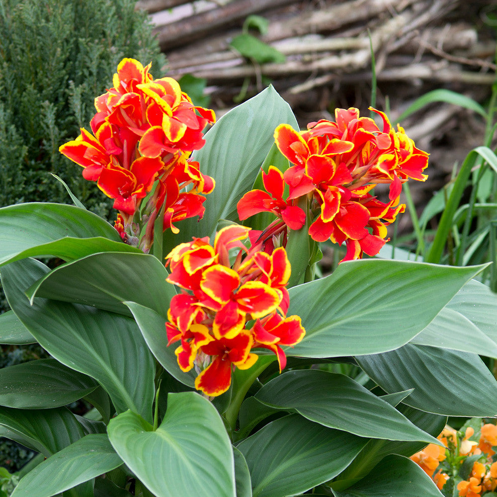 Canna Lily Flower seeds for Planting - Shade Tolerant, Heirloom & GMO Free Seeds for Home Garden
 
 Sale