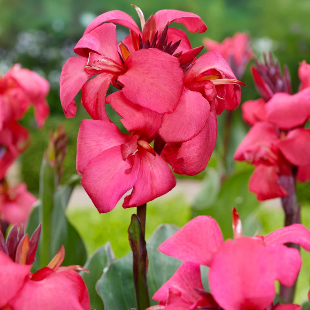 Pink Canna Flower Seeds for Planting Pollinator Friendly Heirloom & GMO Free Seeds for Home Garden
 
 Sale