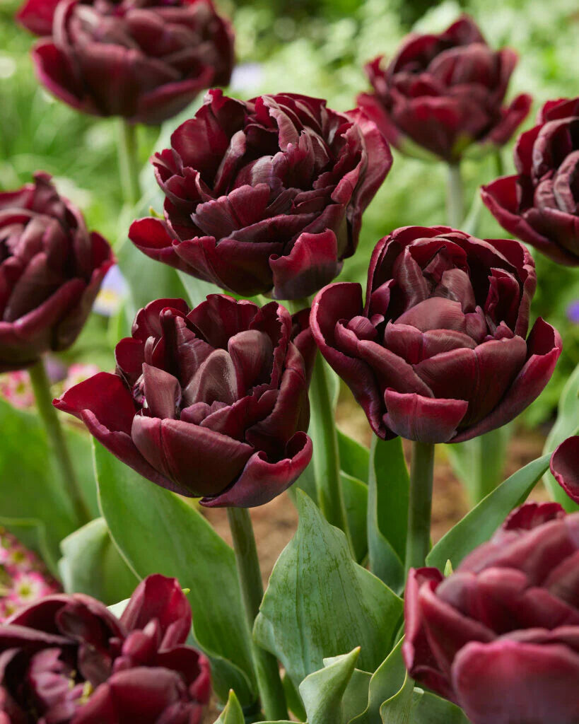 Brown Tulip Flower Seeds for Planting Drought Tolerant Heirloom & GMO Free Seeds for Home Garden
 
 Sale