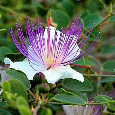 Purple Caper Bush Flower seeds for Planting - Seasonal Bloomer, Heirloom & GMO Free Seeds for Home Garden