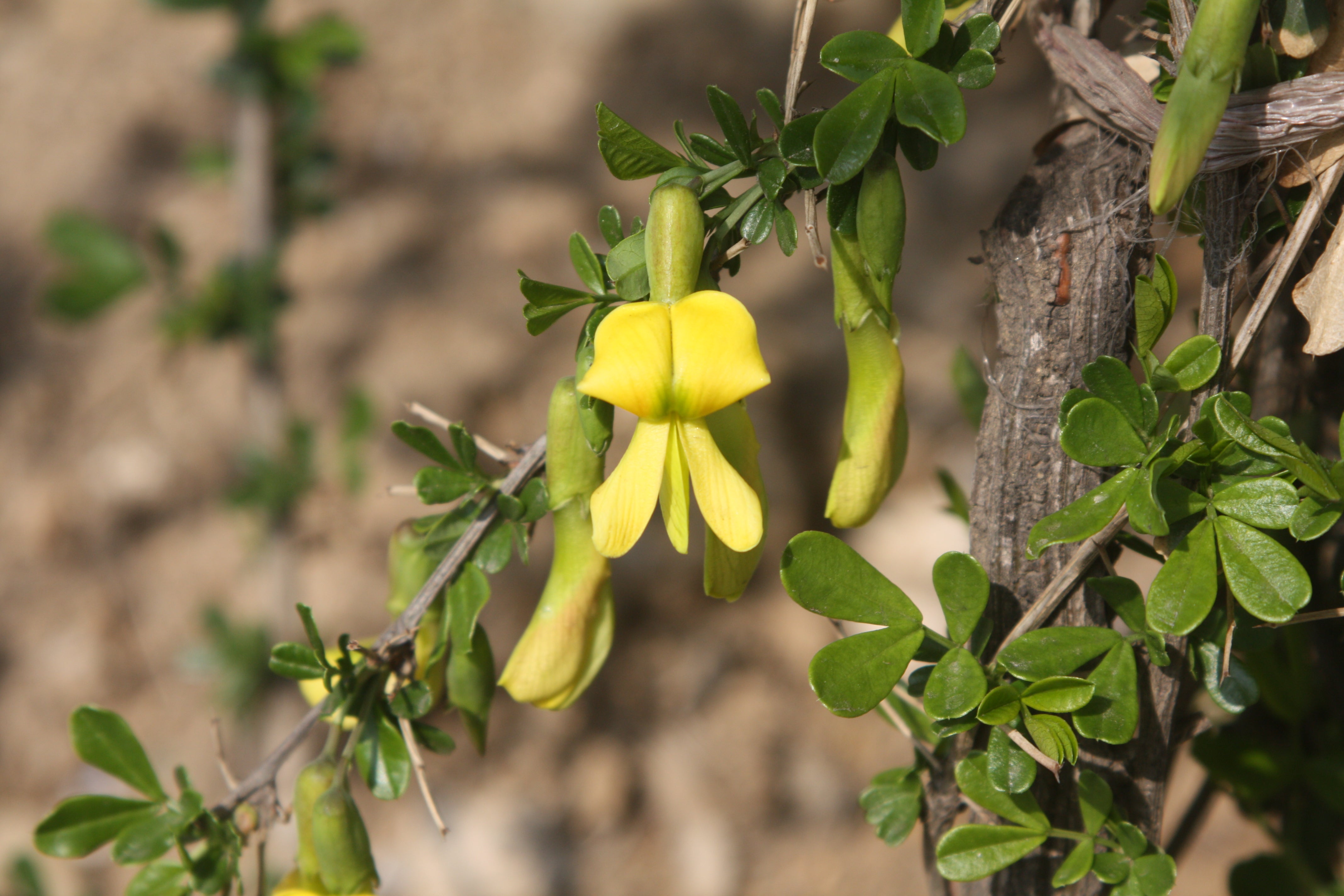 Caragana Arborescens Seeds for Planting - Green Tree Variety