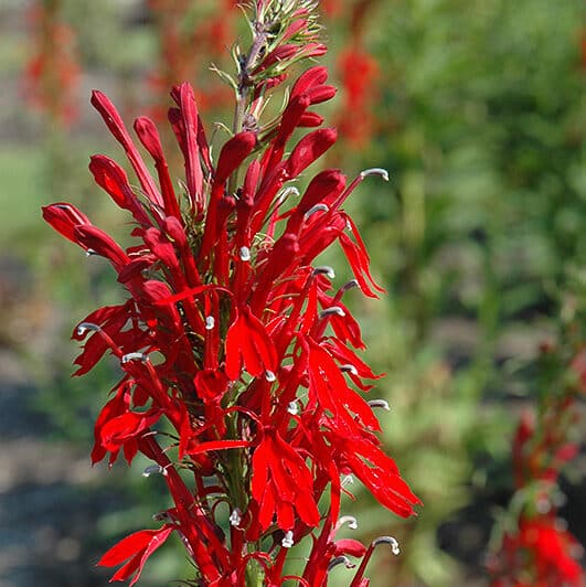 Cardinal Flower seeds for Planting - Fragrant Blossoms, Heirloom & GMO Free Seeds for Home Garden