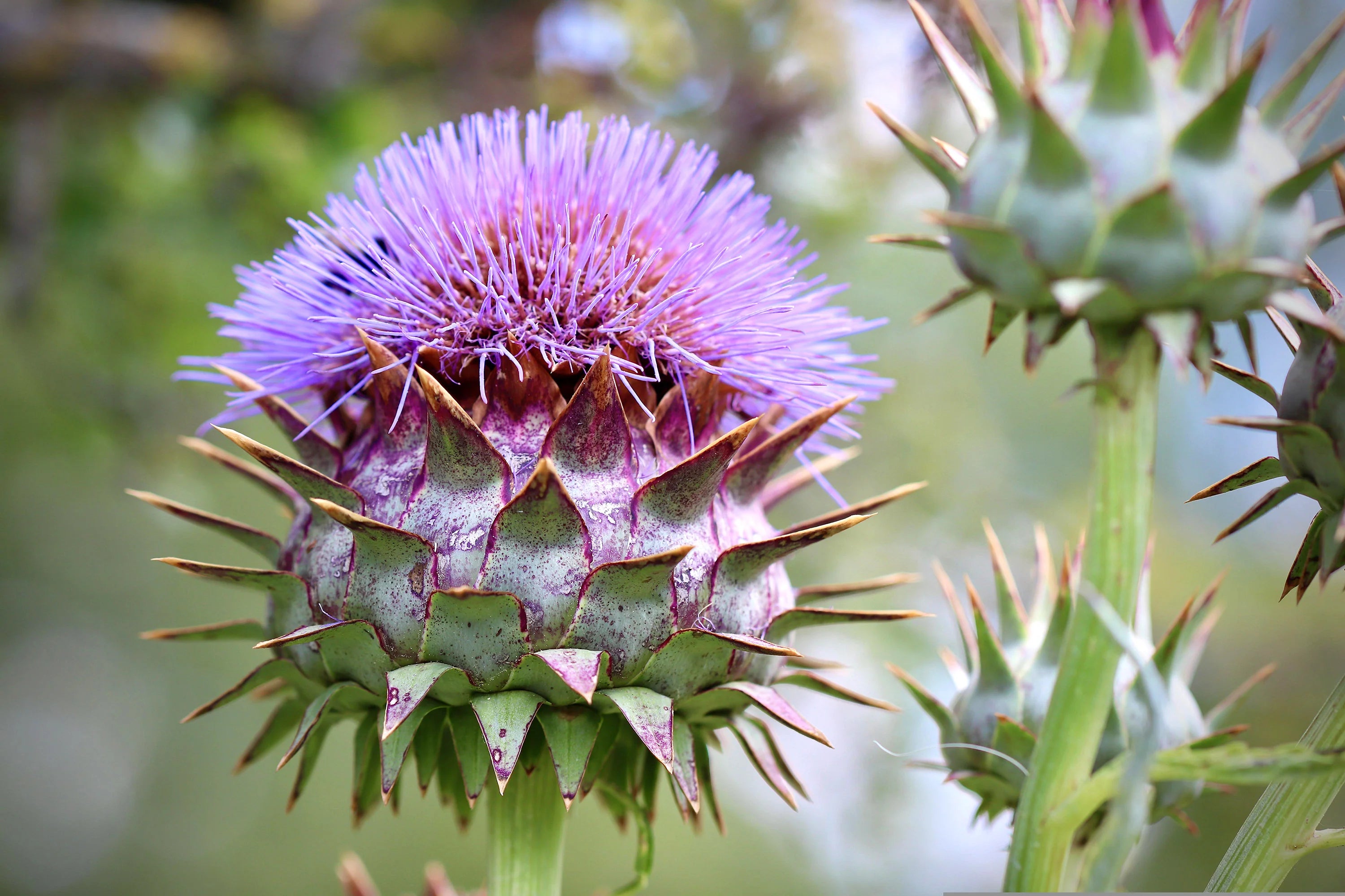 Cynara Flower seeds for Planting - Hardy Variety, Heirloom & GMO Free Seeds for Home Garden