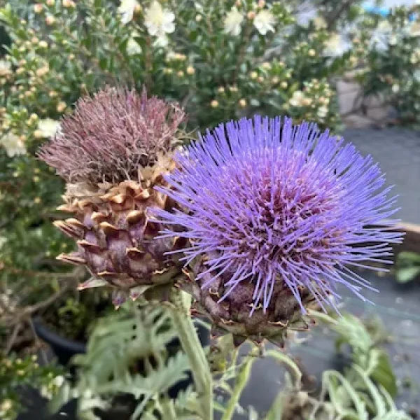 Blue Cardoon Flower seeds for Planting - Cottage Garden Essential, Heirloom & GMO Free Seeds for Home Garden
