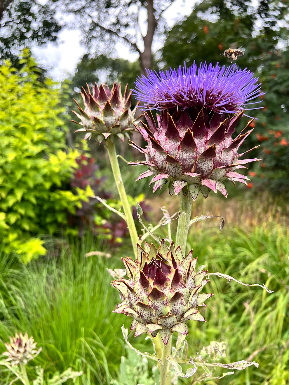 Blue Cardoon Flower seeds for Planting - Cottage Garden Essential, Heirloom & GMO Free Seeds for Home Garden