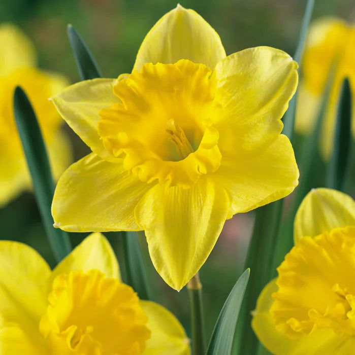 Narzisse Flower seeds for Planting - Colorful Display, Heirloom & GMO Free Seeds for Home Garden