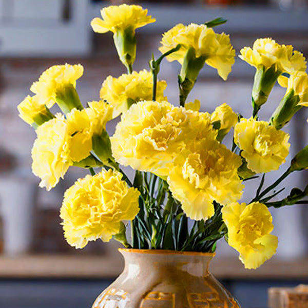 Yellow Carnation Flower Seeds for Planting Easy to Grow Heirloom & GMO Free Seeds for Home Garden
 
 Sale