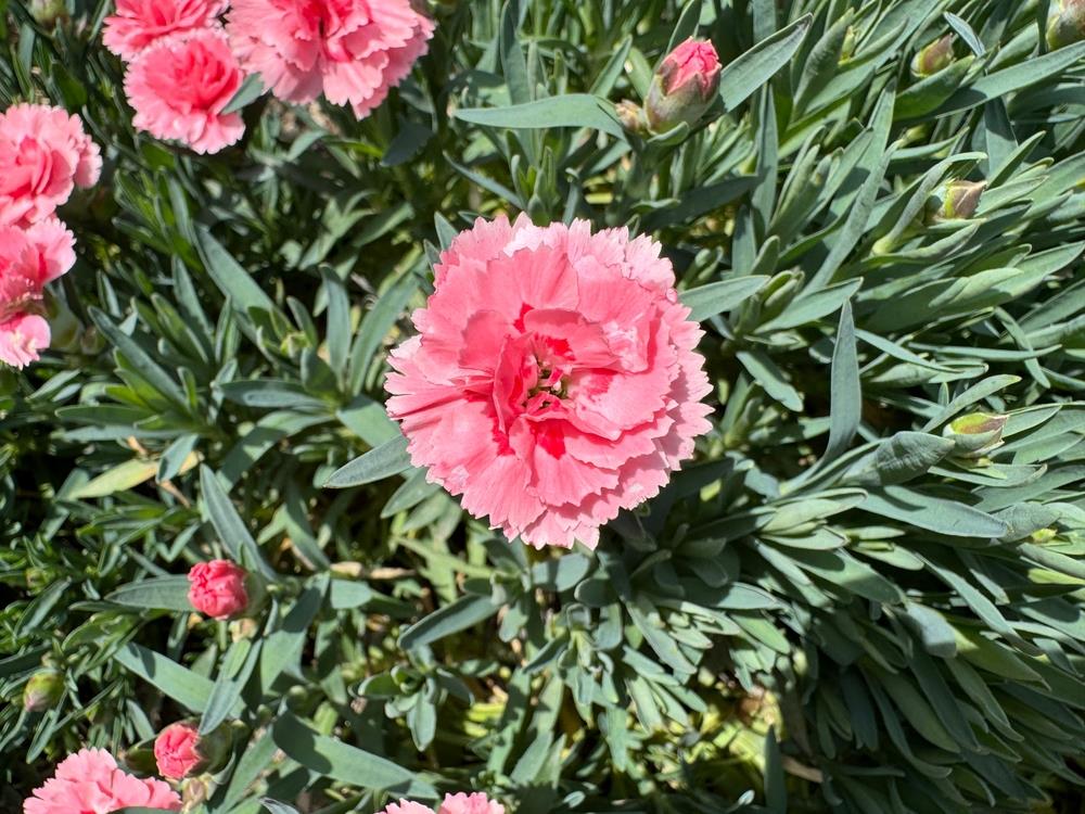 Pink Caryophyllus Flower seeds for Planting - Drought Tolerant, Heirloom & GMO Free Seeds for Home Garden