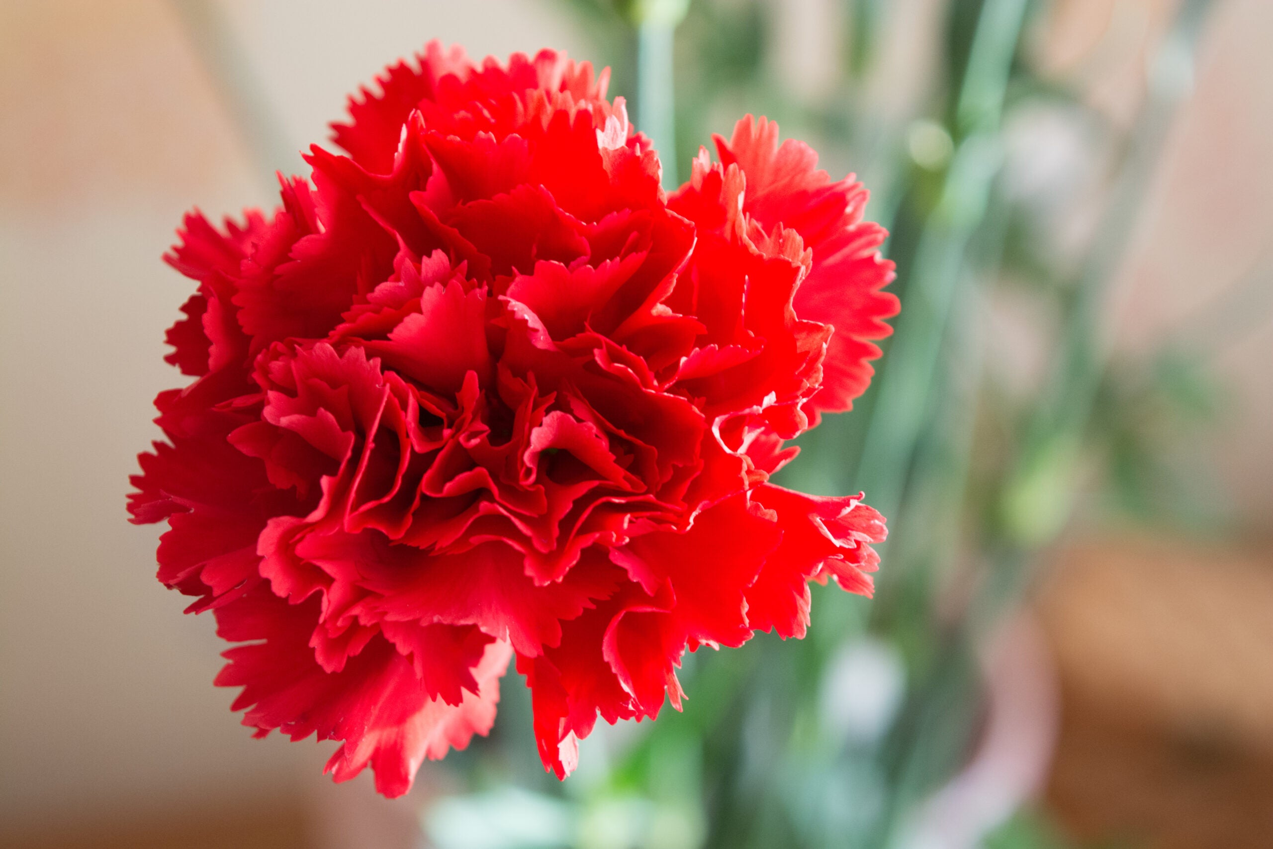 Carnation Red Flower seeds for Planting - Premium Quality, Heirloom & GMO Free Seeds for Home Garden