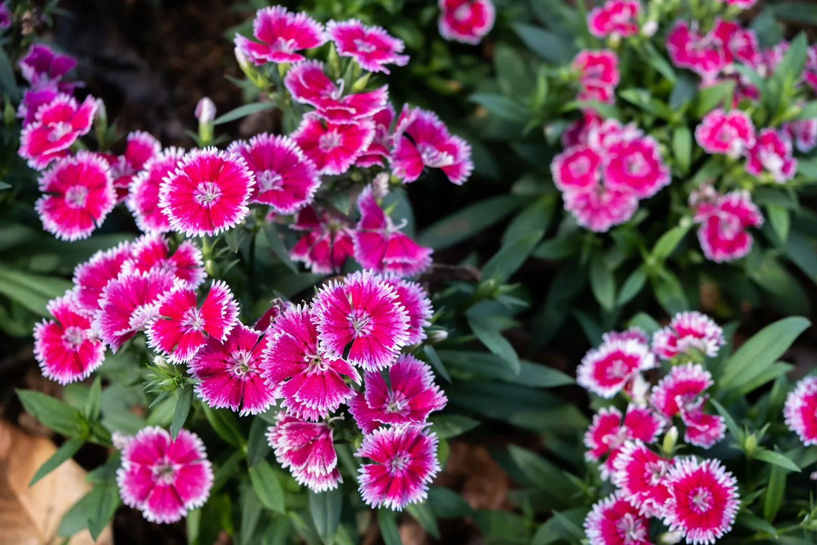 Pink White Dianthus Flower seeds for Planting - Hardy Variety, Heirloom & GMO Free Seeds for Home Garden
