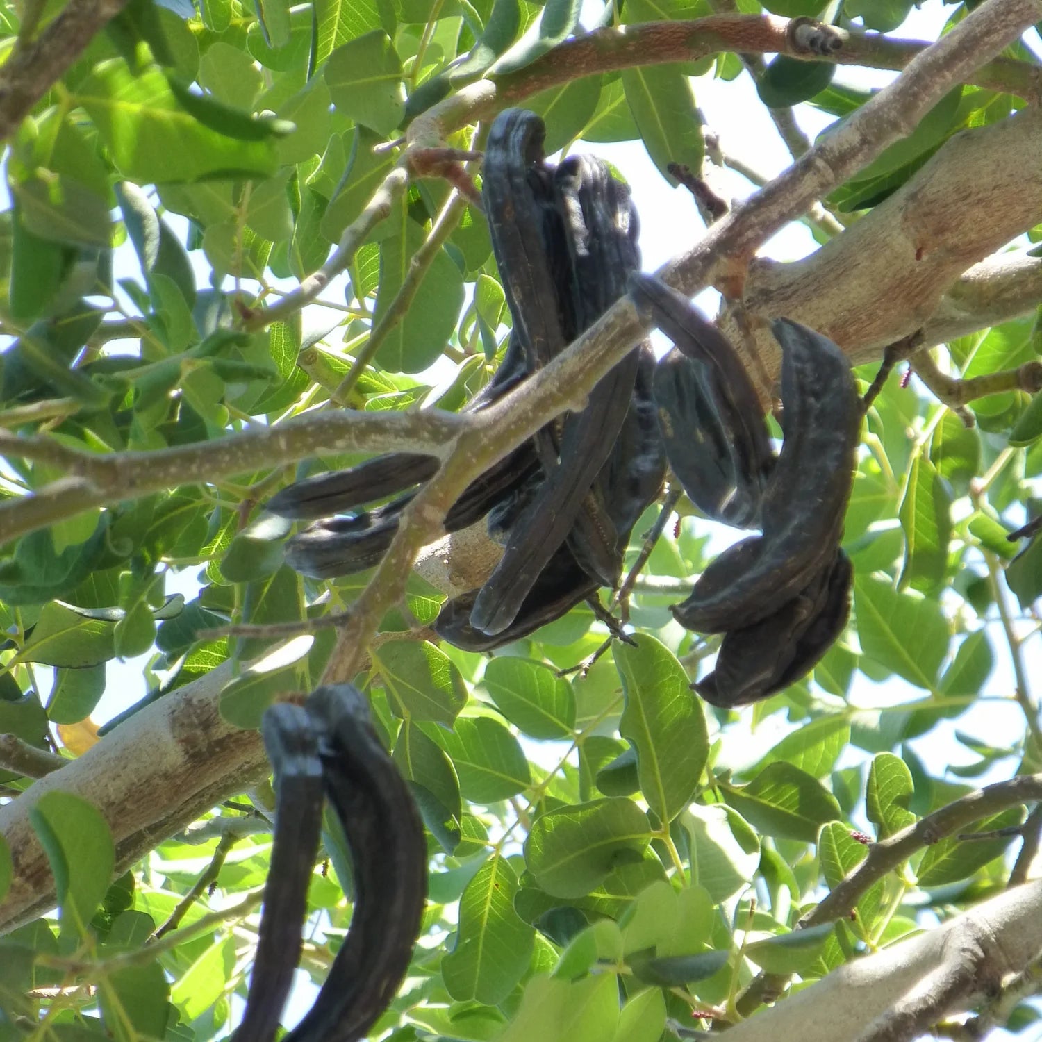 Black Carob Tree Seeds for Planting