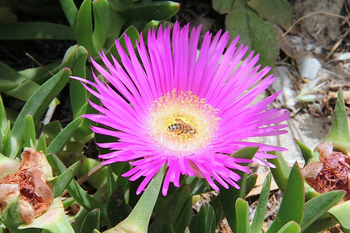 Carpobrotus Flower seeds for Planting - Cottage Garden Essential, Heirloom & GMO Free Seeds for Home Garden