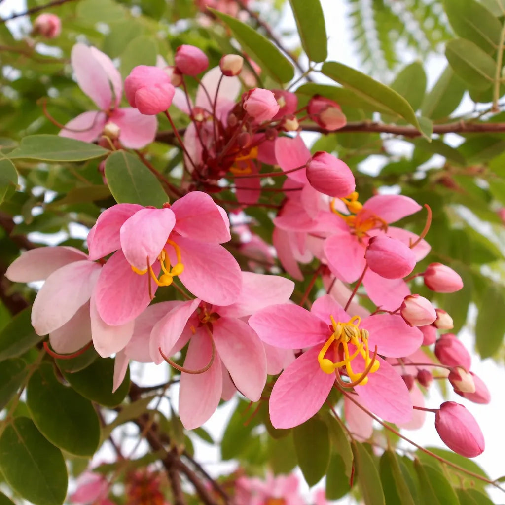 White Pink Cassia Javanica Seeds for Planting