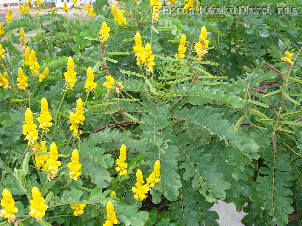 Yellow Candlestick Flower seeds for Planting - Pollinator Friendly, Heirloom & GMO Free Seeds for Home Garden