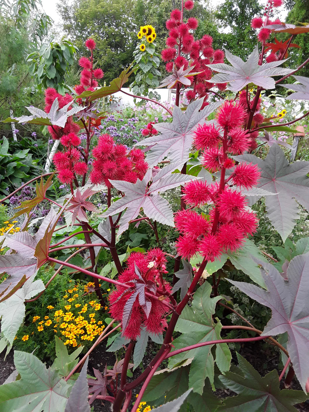 Castor Flower seeds for Planting - Low Maintenance, Heirloom & GMO Free Seeds for Home Garden