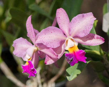 Mixed Cattleya Flower seeds for Planting - Cut Flower Favorite, Heirloom & GMO Free Seeds for Home Garden