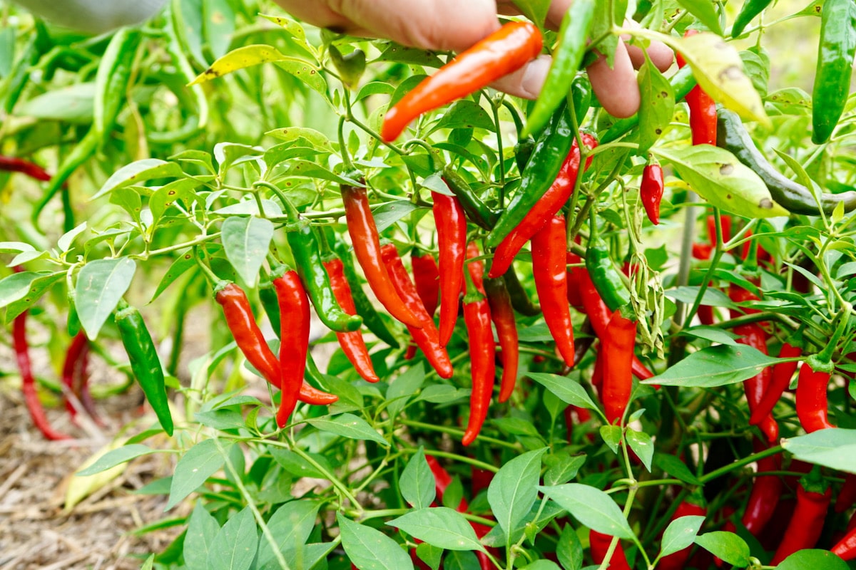 Cayenne Pepper Seeds: Planting Guide for Successful Growth