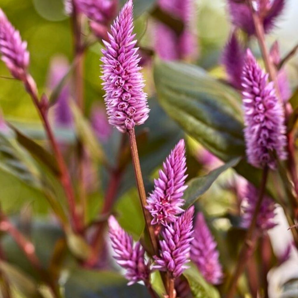 Purple Celosia Spicata Flower seeds for Planting - Easy to Grow, Heirloom & GMO Free Seeds for Home Garden