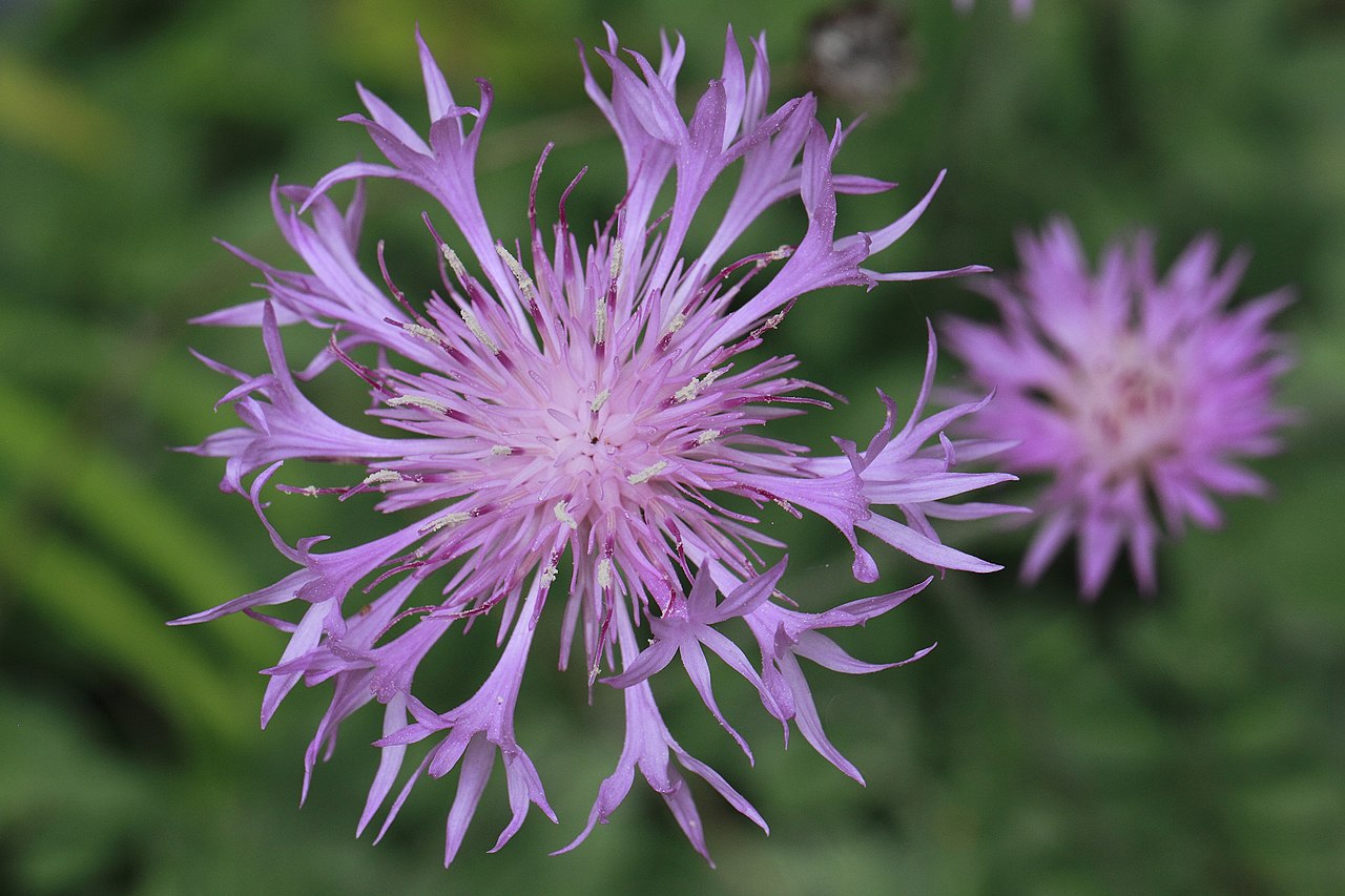 Dianthus Superbus Flower seeds for Planting - Long Bloom Season, Heirloom & GMO Free Seeds for Home Garden