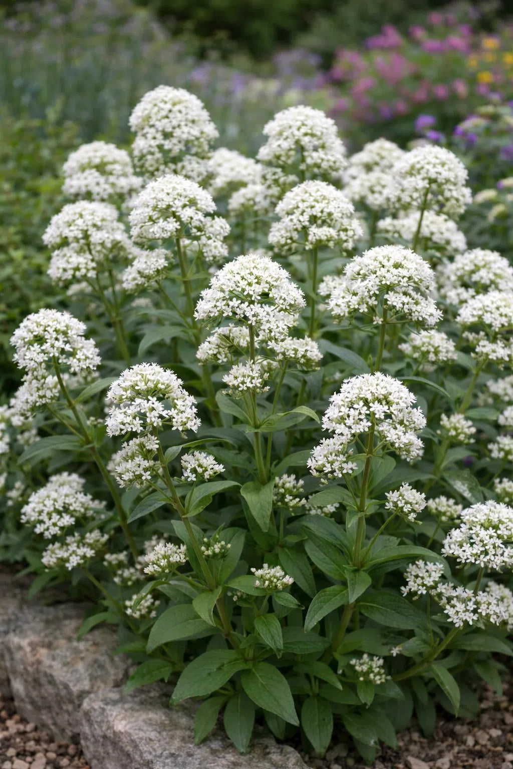 Jupiter's Beard Flower seeds for Planting, Wildflower Mix Heirloom & GMO Free Seeds for Home Garden