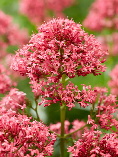 Red Valerian Flower Seeds for Planting - Vibrant Perennial Blooms - Evergrowseeds
