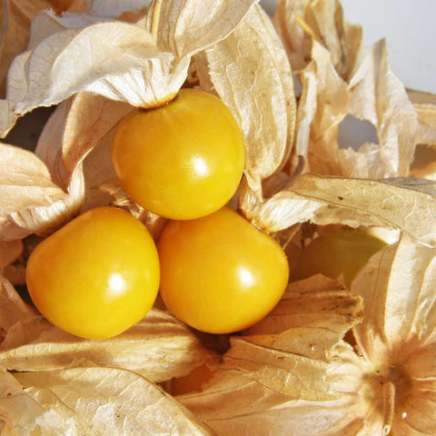 Tart Ground Cherry Seeds for Planting | Sweet & Tangy Berries