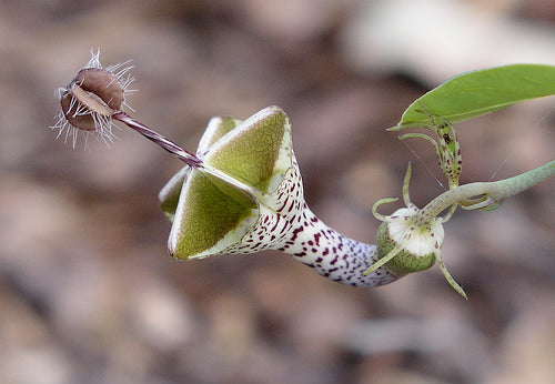Ceropegia Seeds for Planting: Collectible Seed Packets