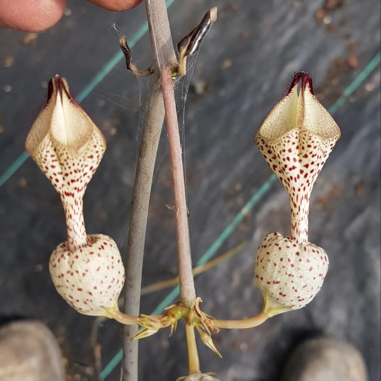 Ceropegia Flower seeds for Planting - Easy to Grow, Heirloom & GMO Free Seeds for Home Garden