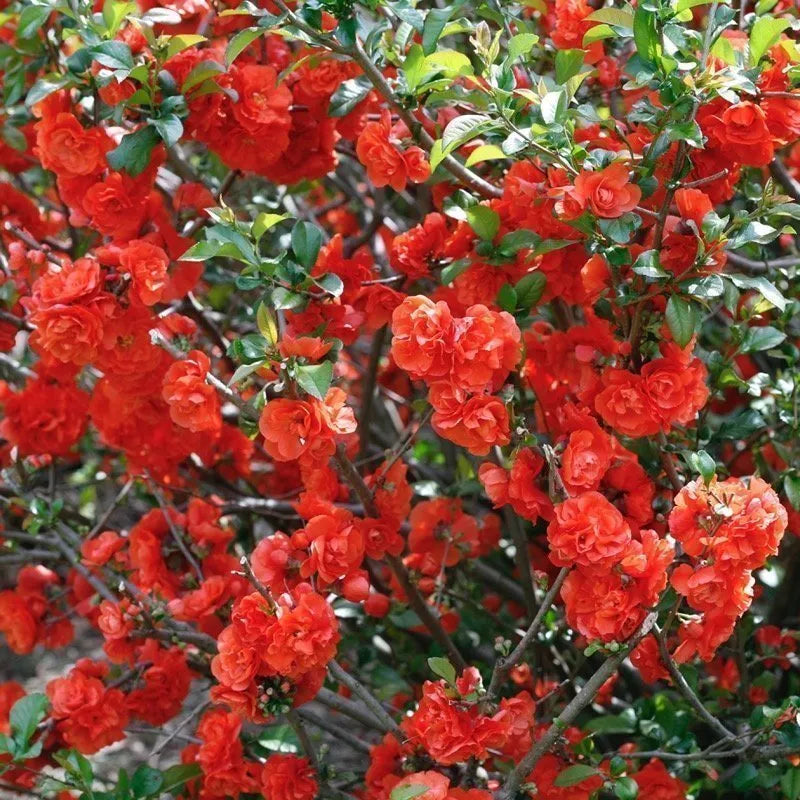 Orange Quince Flower seeds for Planting - Premium Quality, Heirloom & GMO Free Seeds for Home Garden