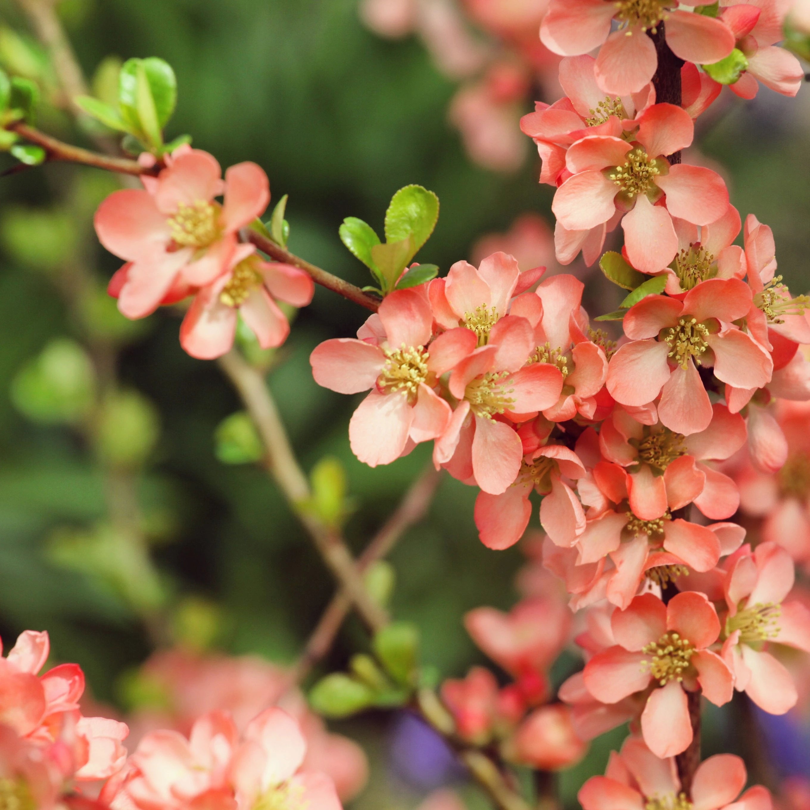 Orange Chaenomeles Flower seeds for Planting - Cut Flower Favorite, Heirloom & GMO Free Seeds for Home Garden