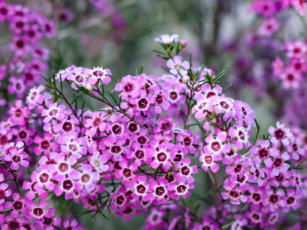Geraldton Wax Flower seeds for Planting - Drought Tolerant, Heirloom & GMO Free Seeds for Home Garden