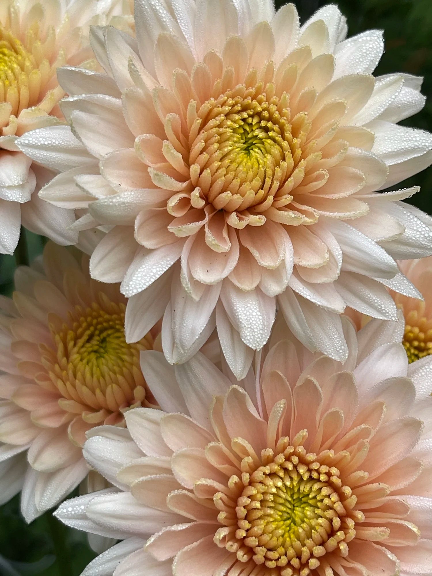 White Pink Chrysanthemum Flower seeds for Planting - Bright Blooms, Heirloom & GMO Free Seeds for Home Garden