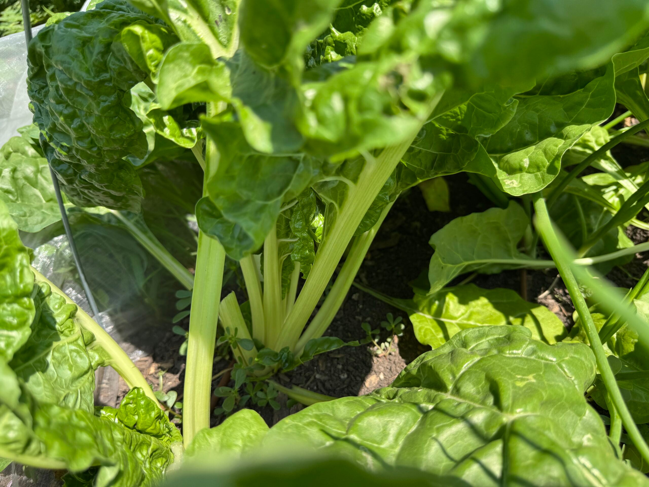 Green Chard Vegetable Seeds  Perfect for Home Gardening