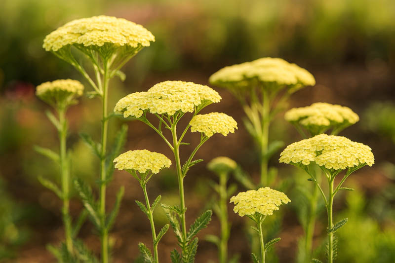 Yellow Achillea Flower seeds for Planting - Premium Quality, Heirloom & GMO Free Seeds for Home Garden