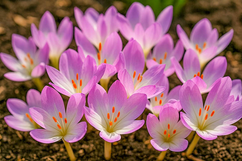 Pink Crocus Flower seeds for Planting - Bright Blooms, Heirloom & GMO Free Seeds for Home Garden