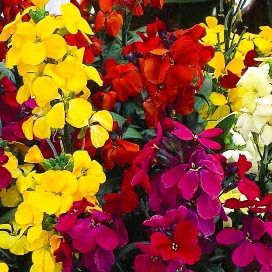 Mixed Erysimum Flower seeds for Planting - Shade Tolerant, Heirloom & GMO Free Seeds for Home Garden