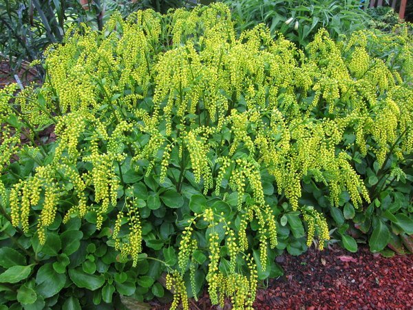 Yellow Chiastophyllum Flower seeds for Planting - Cottage Garden Essential, Heirloom & GMO Free Seeds for Home Garden
 
 Sale
