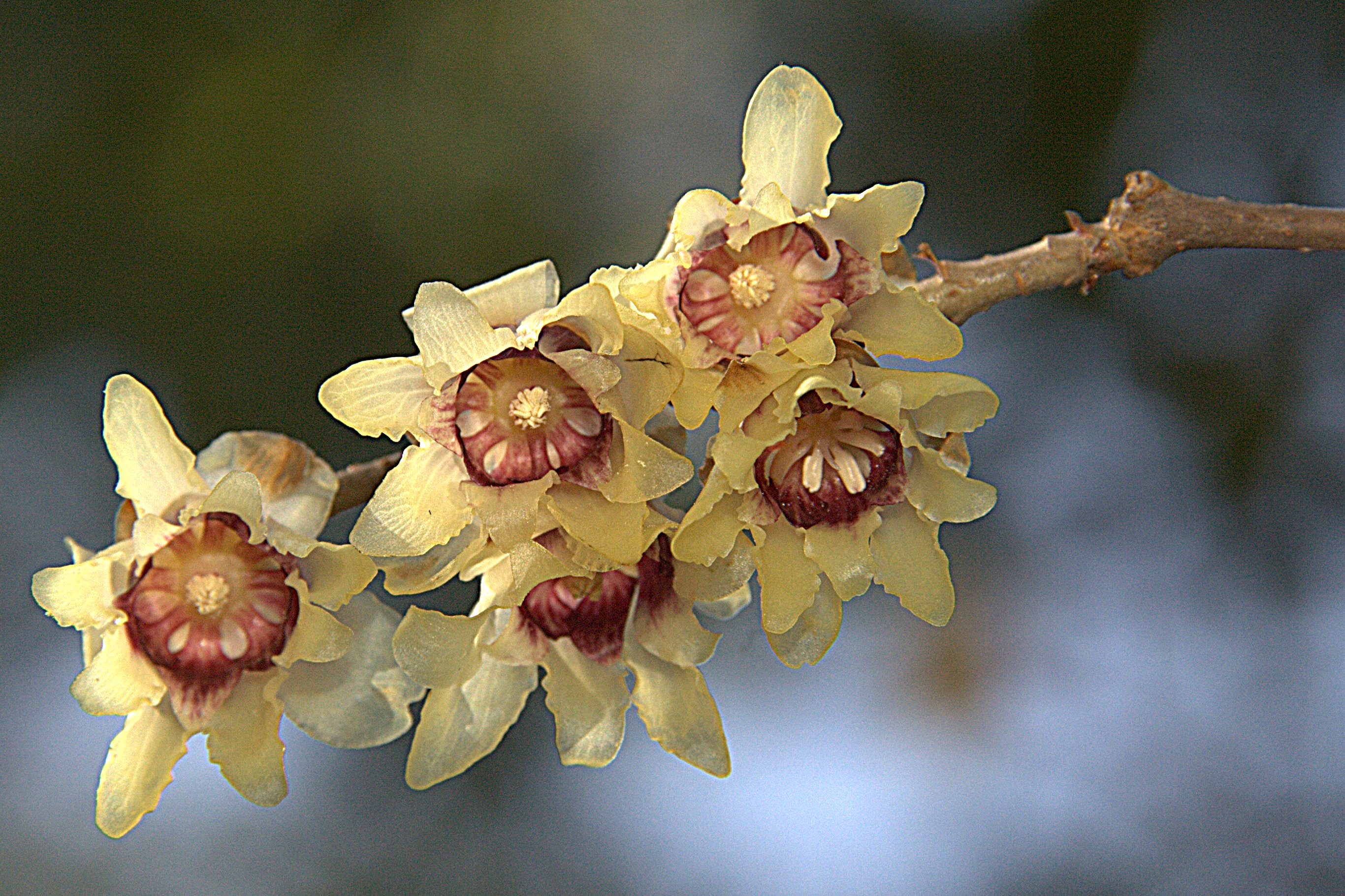 Red Chimonanthus Flower seeds for Planting - Cottage Garden Essential, Heirloom & GMO Free Seeds for Home Garden